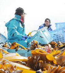 養殖したワカメの漁をする県漁協矢本支所の漁師＝東松島市で２月２１日
