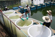 プールにたまった水の除染作業。ゼオライトを入れたタンクに水を入れ、放射性物質を吸着させた＝福島県伊達市保原町富沢の富成小で